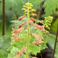 Tolmiea menziesii